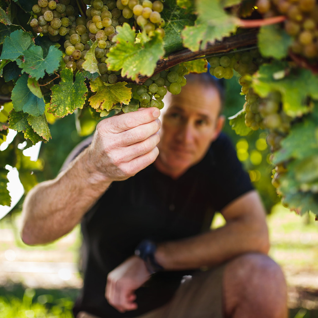 A person kneels under a grapevine, reaching to pick a cluster of green grapes. The focus is on their hand and the grapes, while the background is slightly blurred. Sunlight filters through the leaves.