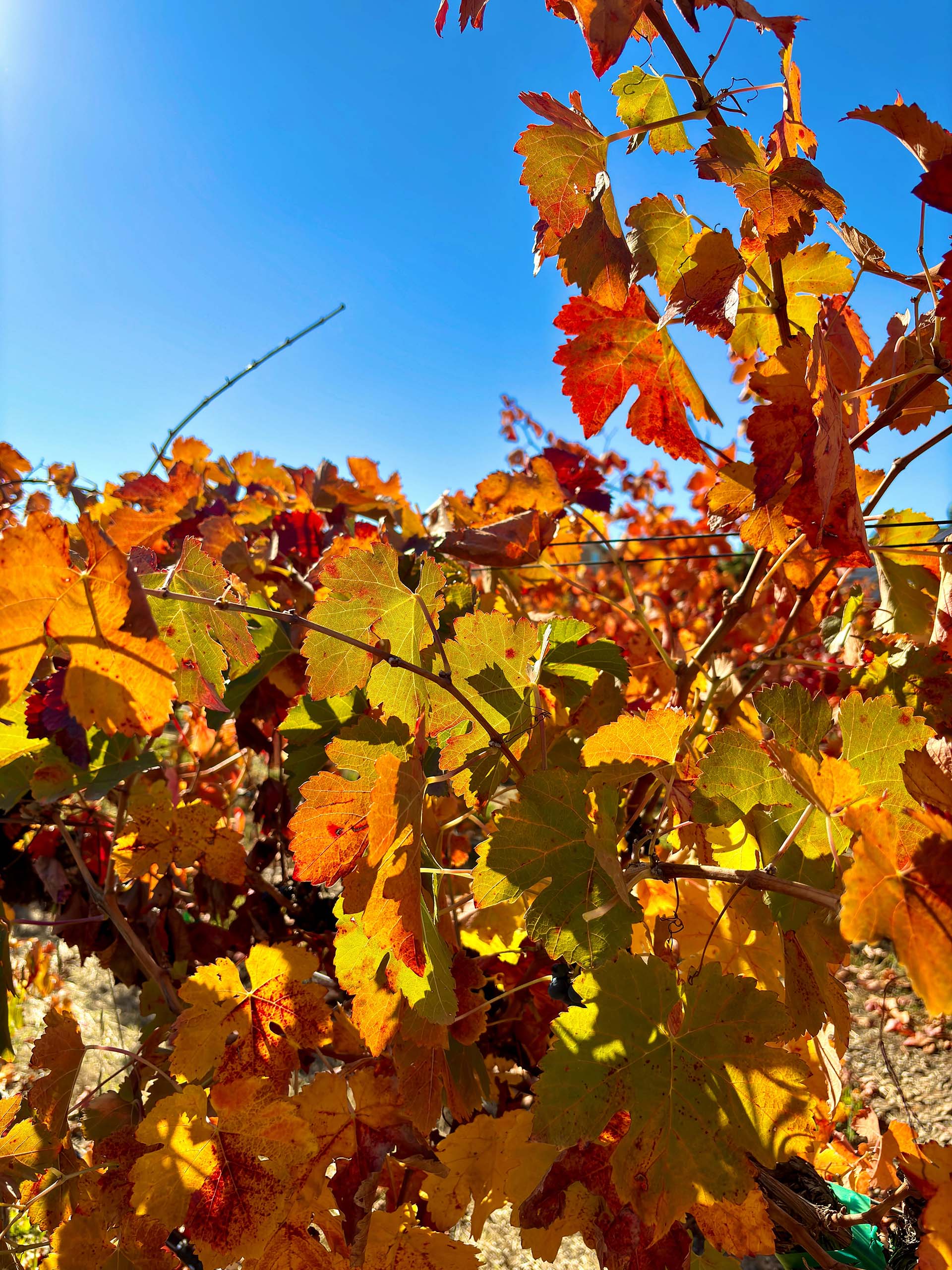 Autumn vineyard with vibrant orange and red leaves bathed in sunlight against a clear blue sky.