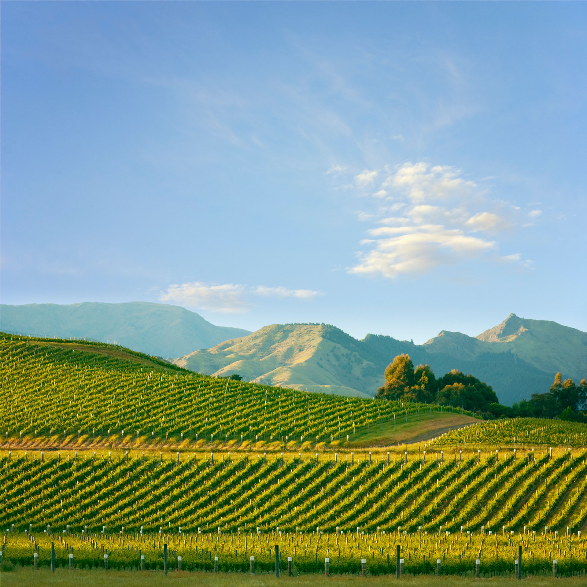 A scenic vineyard with rows of grapevines on rolling hills under a clear blue sky. Mountains are visible in the background, and a few fluffy clouds float above. The landscape is bathed in warm sunlight.