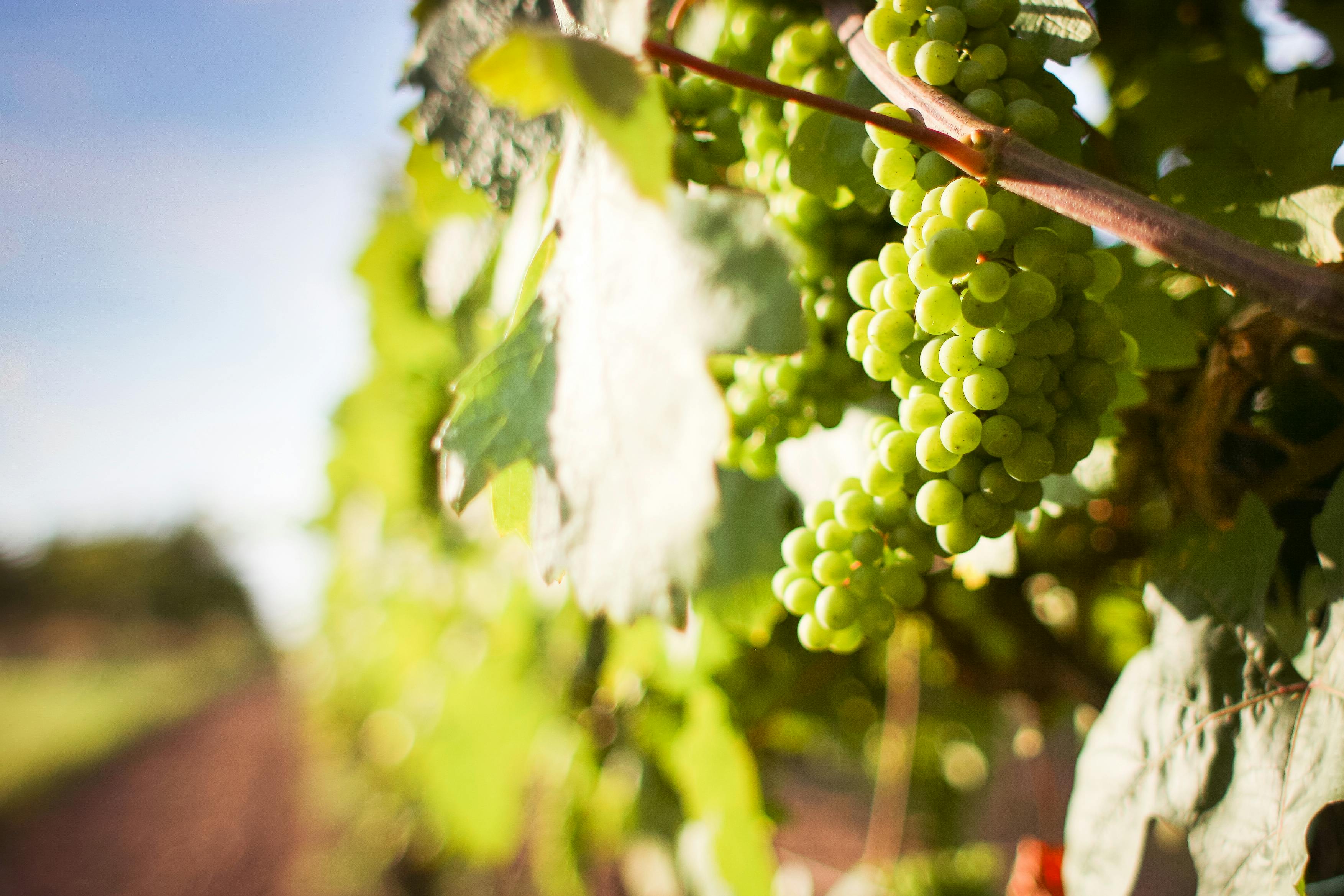 Clusters of green grapes hanging from a vine in a vineyard, surrounded by lush green leaves. The image shows a sunny day with a clear blue sky in the background, and the vineyard rows stretching into the distance.